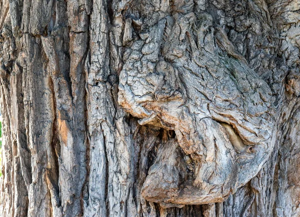 Close View Old Tree Trunk Bulge Background Texture Further Graphic — Stock Photo, Image