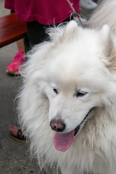 Německý Špicl Bílý Krásný Roztomilý Pes Skvělý Společník Bdělý Hlídací — Stock fotografie