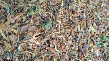 Kuru sonbahar yapraklarının yere saçılmış yakın görüntüsü.