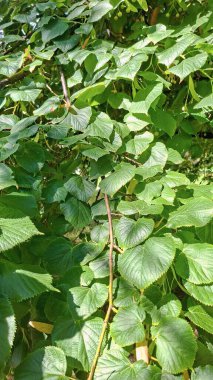 Gün ışığında yemyeşil yaprakların bir ağaç dalına yakın çekim.