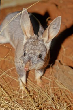 Macrotis is a genus of desert-dwelling marsupial omnivores known as bilbies or rabbit-bandicoots; they are members of the order Peramelemorphia.