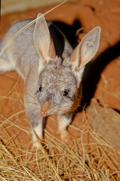 Macrotis Genus Desert Dwelling Marsupial Omnivores Known Bilbies Rabbit Bandicoots 图库照片