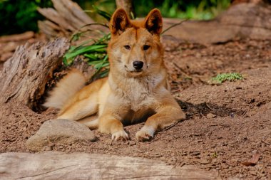 Its taxonomic classification is debated as indicated by the variety of scientific names presently applied in different publications.