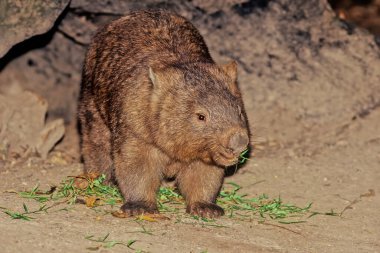 Wombats are short-legged, muscular quadrupedal marsupials that are native to Australia.