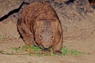 Wombats are short-legged, muscular quadrupedal marsupials that are native to Australia.