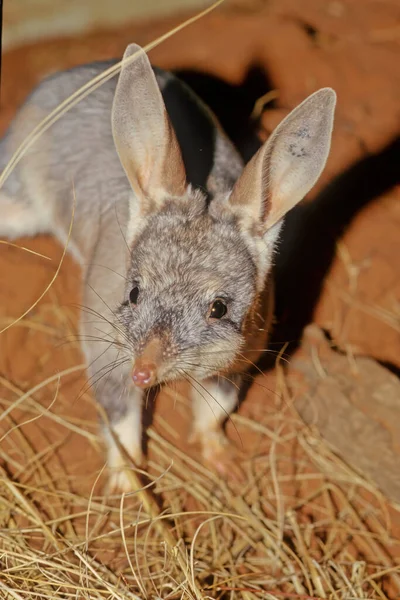 Macrotis Genus Desert Dwelling Marsupial Omnivores Known Bilbies Rabbit Bandicoots — Stock Photo, Image