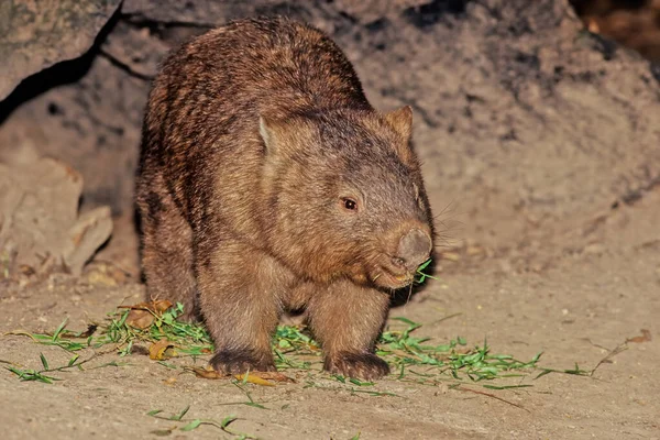 Wombats are short-legged, muscular quadrupedal marsupials that are native to Australia.