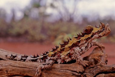 The thorny devil (Moloch horridus), also known commonly as the mountain devil, thorny lizard, thorny dragon, and moloch, is a species of lizard in the family Agamidae.