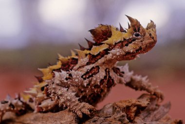The thorny devil (Moloch horridus), also known commonly as the mountain devil, thorny lizard, thorny dragon, and moloch, is a species of lizard in the family Agamidae.