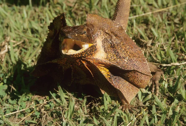 The frilled lizard (Chlamydosaurus kingii), also known as the frill-necked lizard or frilled dragon, is a species of lizard in the family Agamidae. It is native to northern Australia and southern New Guinea.