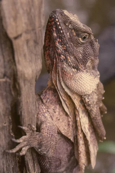 The frilled lizard (Chlamydosaurus kingii), also known as the frill-necked lizard or frilled dragon, is a species of lizard in the family Agamidae. It is native to northern Australia and southern New Guinea.