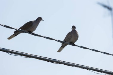 Avrasya yakalı güvercini (Streptopelia decaocto), Avrupa ve Asya 'da yaşayan bir güvercin türüdür.