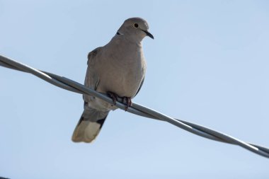 Avrasya yakalı güvercini (Streptopelia decaocto), Avrupa ve Asya 'da yaşayan bir güvercin türüdür.