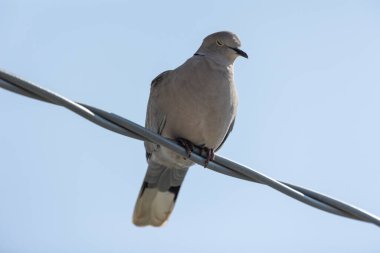 Avrasya yakalı güvercini (Streptopelia decaocto), Avrupa ve Asya 'da yaşayan bir güvercin türüdür.