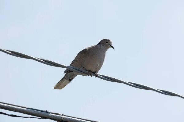 The Eurasian collared dove (Streptopelia decaocto) is a dove species native to Europe and Asia