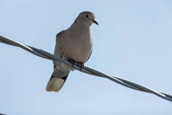 stock image The Eurasian collared dove (Streptopelia decaocto) is a dove species native to Europe and Asia