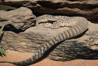 Dikenli monitör, biraz küçük bir kertenkele.