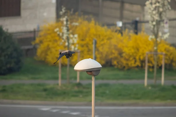 stock image The hooded crow (Corvus cornix), also called the scald-crow or hoodie, is a Eurasian bird species in the genus Corvus.