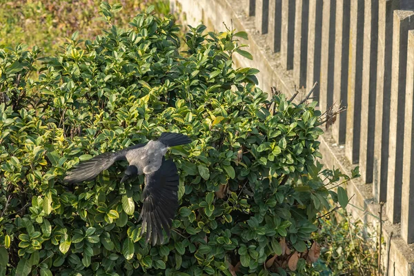 Hooded Crow Corvus Cornix Also Called Scald Crow Hoodie Eurasian — Stock Photo, Image