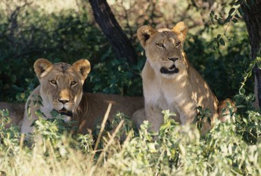 Aslan (Panthera leo), Afrika ve Hindistan 'a özgü Panthera cinsinden büyük bir kedi türüdür..