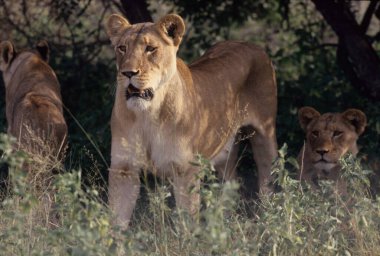 Aslan (Panthera leo), Afrika ve Hindistan 'a özgü Panthera cinsinden büyük bir kedi türüdür..