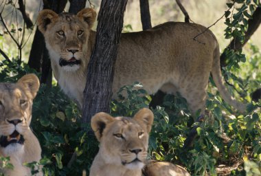 Aslan (Panthera leo), Afrika ve Hindistan 'a özgü Panthera cinsinden büyük bir kedi türüdür..
