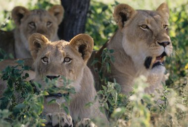 Aslan (Panthera leo), Afrika ve Hindistan 'a özgü Panthera cinsinden büyük bir kedi türüdür..