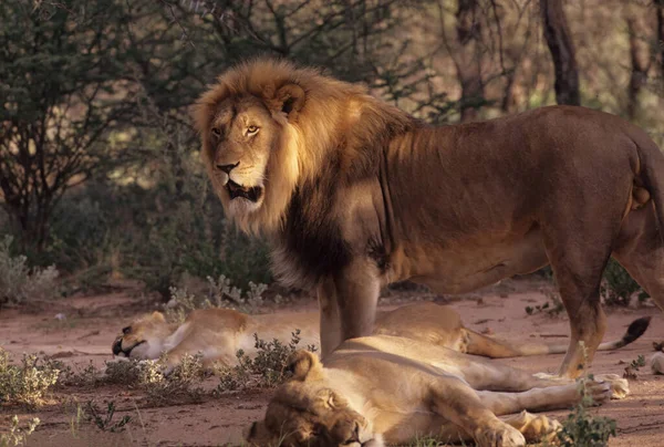Leeuw Panthera Leo Een Grote Kat Uit Het Geslacht Panthera — Stockfoto