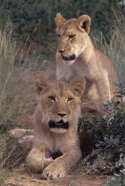 Lion Panthera Leo Est Grand Chat Genre Panthera Originaire Afrique — Photo