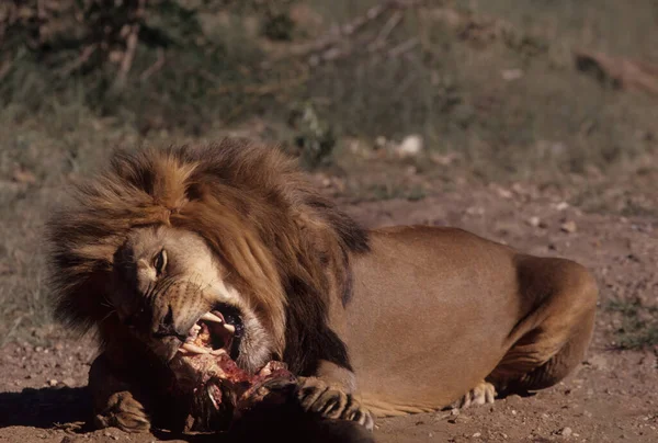 Leeuw Panthera Leo Een Grote Kat Uit Het Geslacht Panthera — Stockfoto