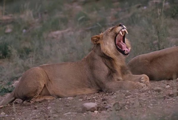 Лев Panthera Leo Крупный Кот Рода Panthera Родом Африки Индии — стоковое фото
