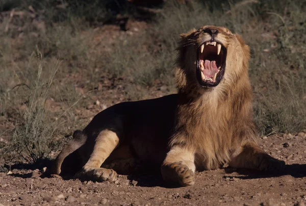 Лев Panthera Leo Крупный Кот Рода Panthera Родом Африки Индии — стоковое фото