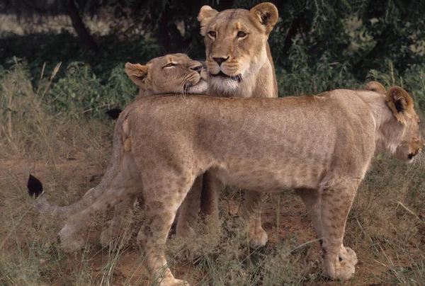 Lion Panthera Leo Est Grand Chat Genre Panthera Originaire Afrique — Photo
