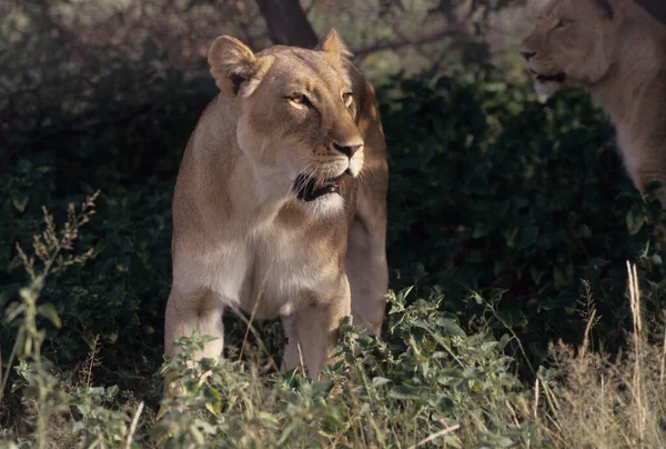 Leone Panthera Leo Grande Gatto Del Genere Panthera Originario Dell — Foto Stock