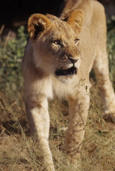 Panthera Leo 是一种原产于非洲和印度的大型猫科动物 — 图库照片