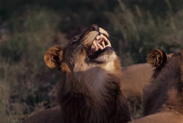 Lejonet Panthera Leo Stor Katt Släktet Panthera Hemma Afrika Och — Stockfoto