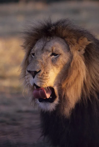 Лев Panthera Leo Велика Кішка Роду Panthera Родом Африки Індії — стокове фото