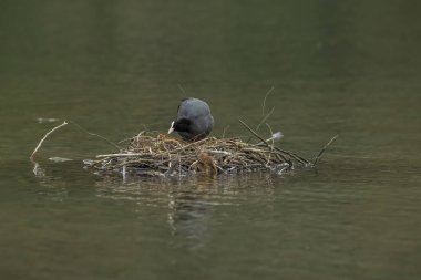 Coots, Rallidae familyasından orta büyüklükte bir su kuşudur..