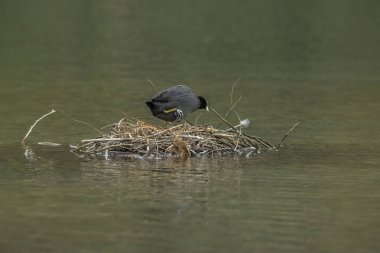 Coots, Rallidae familyasından orta büyüklükte bir su kuşudur..