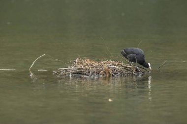 Coots, Rallidae familyasından orta büyüklükte bir su kuşudur..