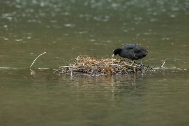 Coots, Rallidae familyasından orta büyüklükte bir su kuşudur..