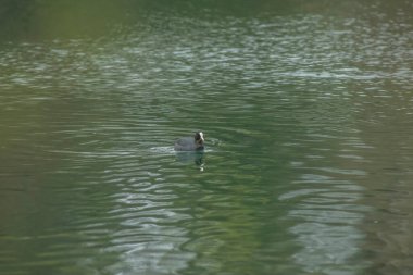 Coots, Rallidae familyasından orta büyüklükte bir su kuşudur..