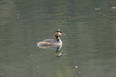 Büyük ibikli yunus (Podiceps kristali), özenle hazırlanmış çiftleşme görüntüsüyle tanınan kuş familyasının bir üyesidir..