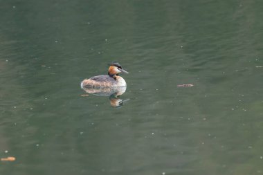 Büyük ibikli yunus (Podiceps kristali), özenle hazırlanmış çiftleşme görüntüsüyle tanınan kuş familyasının bir üyesidir..