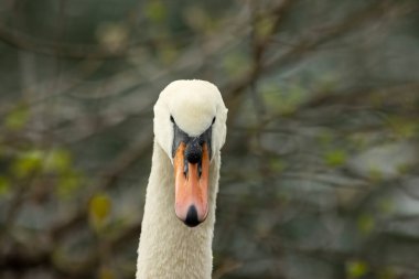 Kuğular, Anatidae familyasının Cygnus cinsi içinde bulunan kuşlardır..