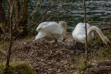 Kuğular, Anatidae familyasının Cygnus cinsi içinde bulunan kuşlardır..