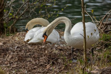 Kuğular, Anatidae familyasının Cygnus cinsi içinde bulunan kuşlardır..