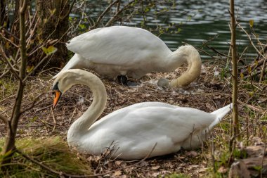 Kuğular, Anatidae familyasının Cygnus cinsi içinde bulunan kuşlardır..