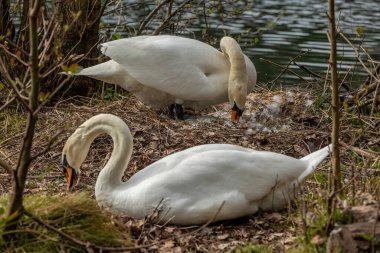 Kuğular, Anatidae familyasının Cygnus cinsi içinde bulunan kuşlardır..