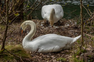 Kuğular, Anatidae familyasının Cygnus cinsi içinde bulunan kuşlardır..